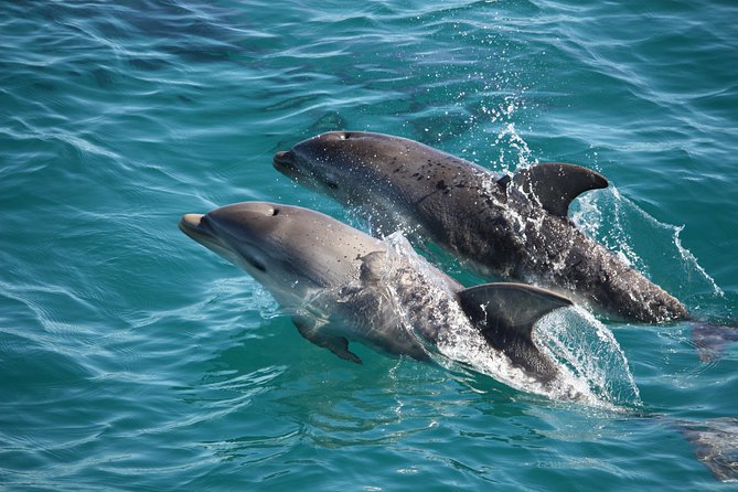 3-Hour Dolphin and Seal Sightseeing Cruise Mornington Peninsula - Great Ocean Road Tourism