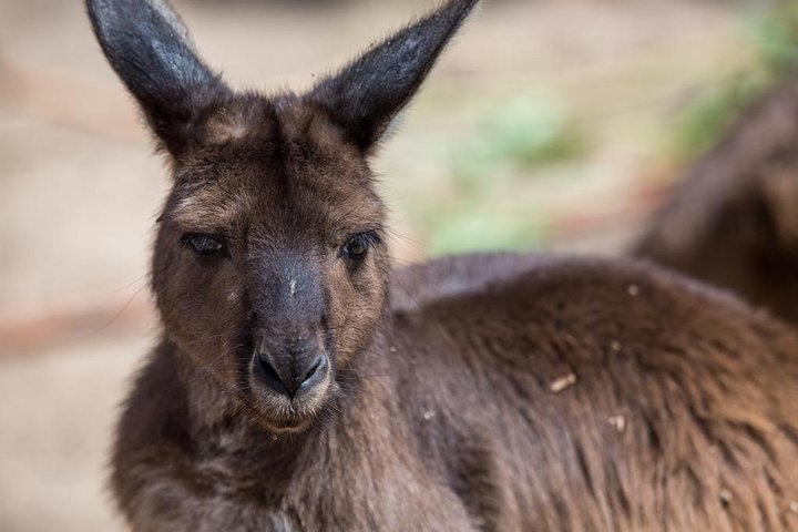 Australian Wildlife Tour at Melbourne Zoo Ticket - Great Ocean Road Tourism